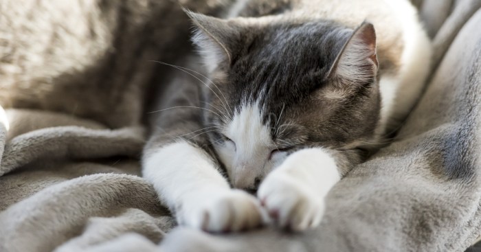 Mattresses & Sleep Aids: Investing in Global Rest