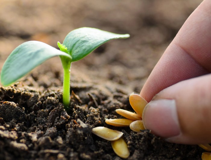 Gardening Seeds: Growing Food and Beauty Worldwide